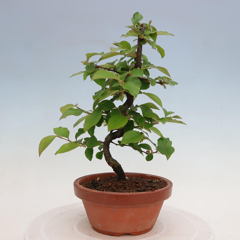 Bonsai de exterior - Pseudocydonia sinensis - membrillo chino