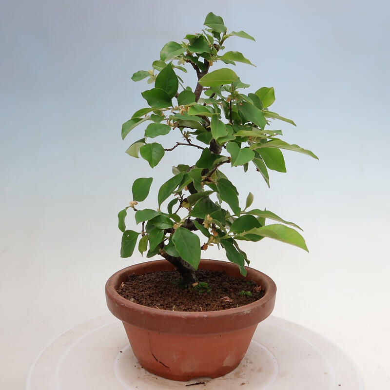 Bonsai de exterior - Pseudocydonia sinensis - membrillo chino