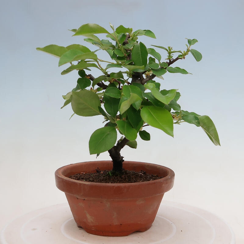 Bonsai de exterior - Pseudocydonia sinensis - membrillo chino