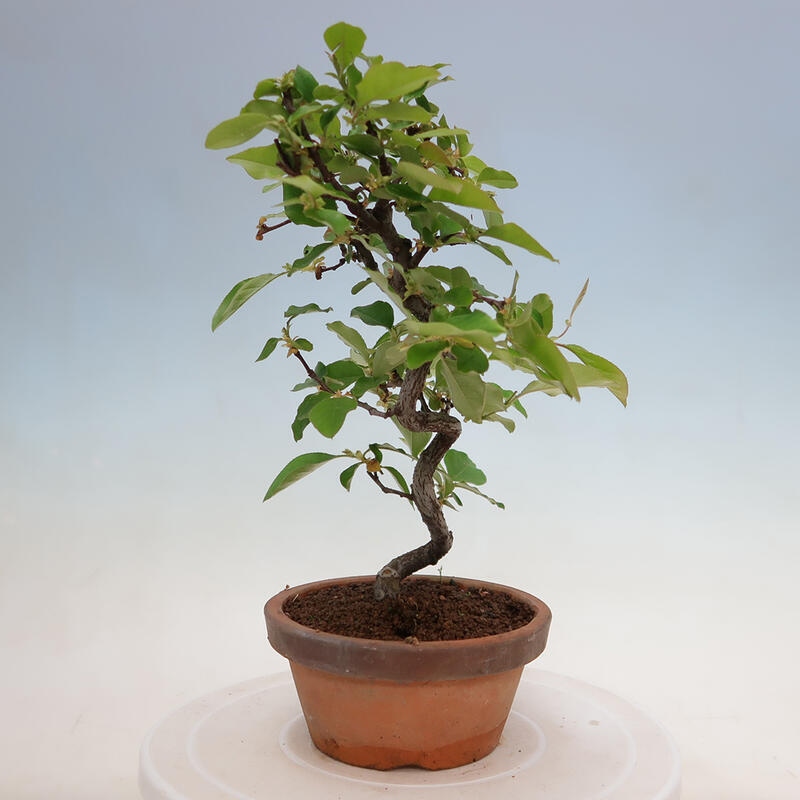 Bonsai de exterior - Pseudocydonia sinensis - membrillo chino