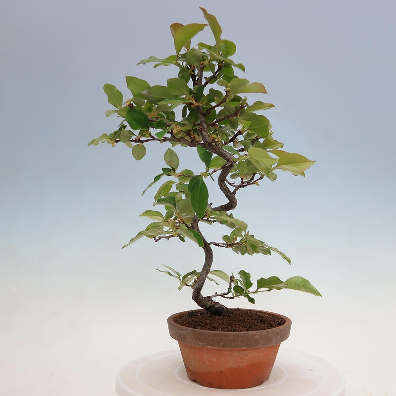 Bonsai de exterior - Pseudocydonia sinensis - membrillo chino