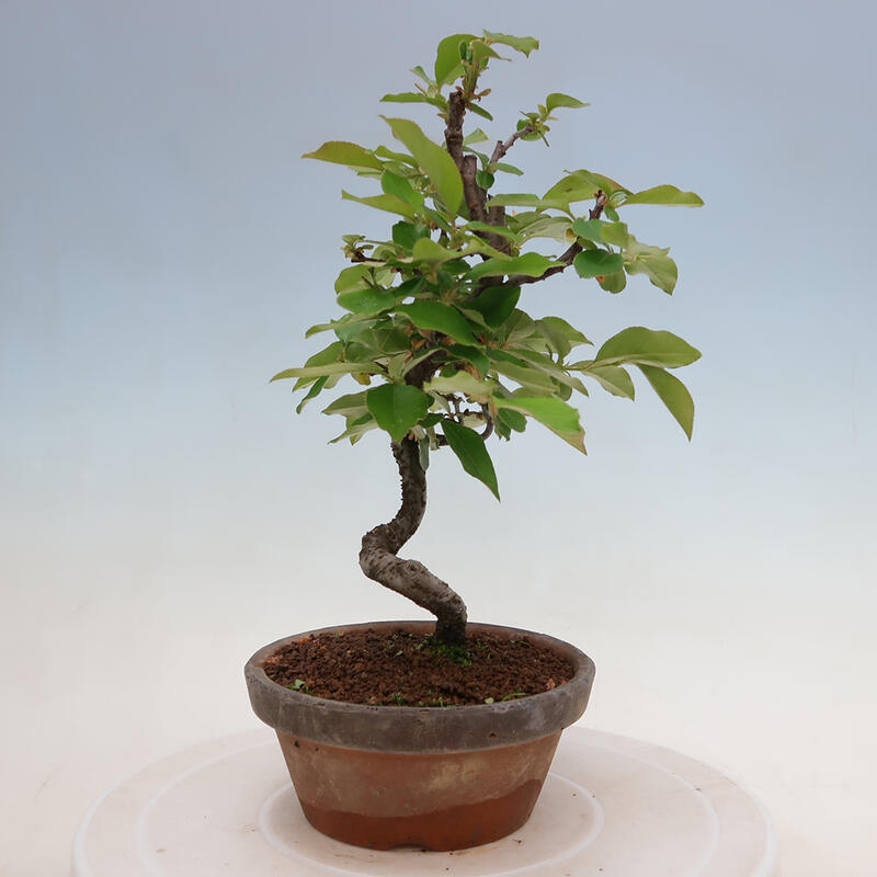 Bonsai de exterior - Pseudocydonia sinensis - membrillo chino