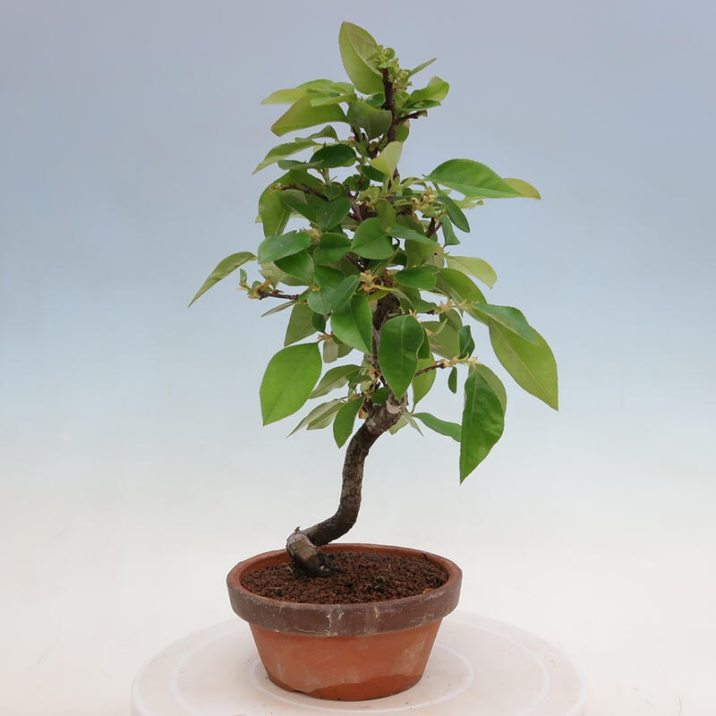 Bonsai de exterior - Pseudocydonia sinensis - membrillo chino