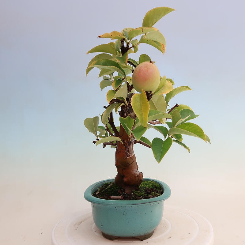 Bonsai de exterior - Pseudocydonia sinensis - membrillo chino