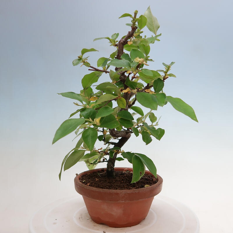 Bonsai de exterior - Pseudocydonia sinensis - membrillo chino