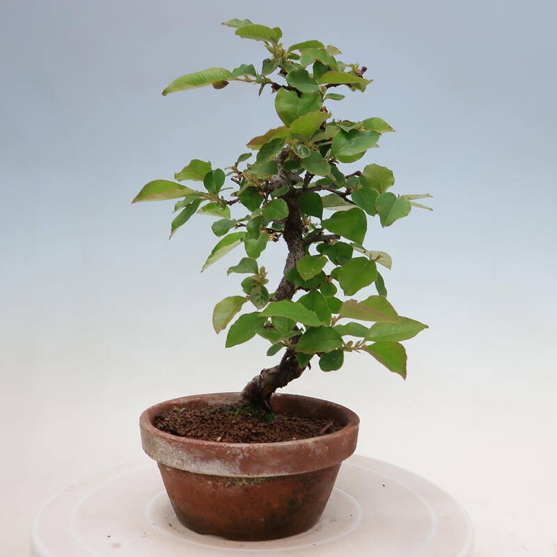 Bonsai de exterior - Pseudocydonia sinensis - membrillo chino