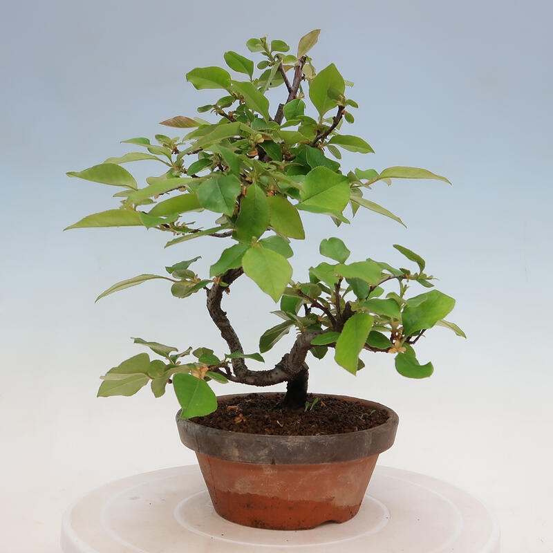 Bonsai de exterior - Pseudocydonia sinensis - membrillo chino
