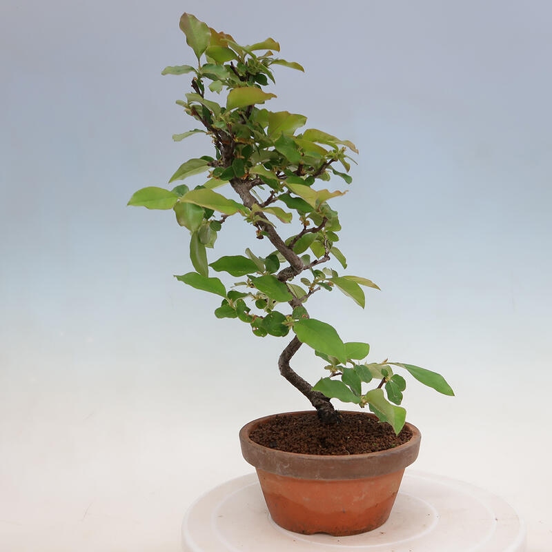 Bonsai de exterior - Pseudocydonia sinensis - membrillo chino