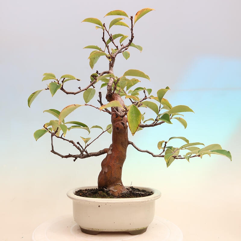 Bonsai de exterior - Pseudocydonia sinensis - membrillo chino