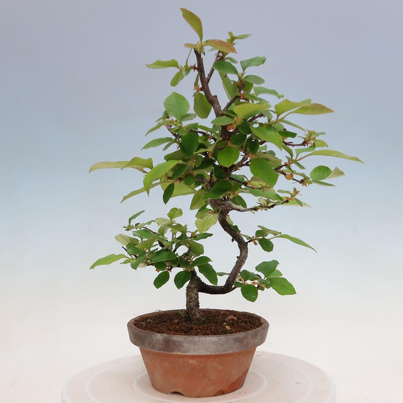 Bonsai de exterior - Pseudocydonia sinensis - membrillo chino