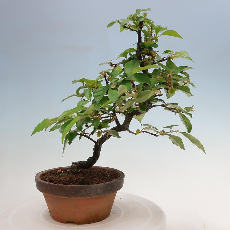 Bonsai de exterior - Pseudocydonia sinensis - membrillo chino