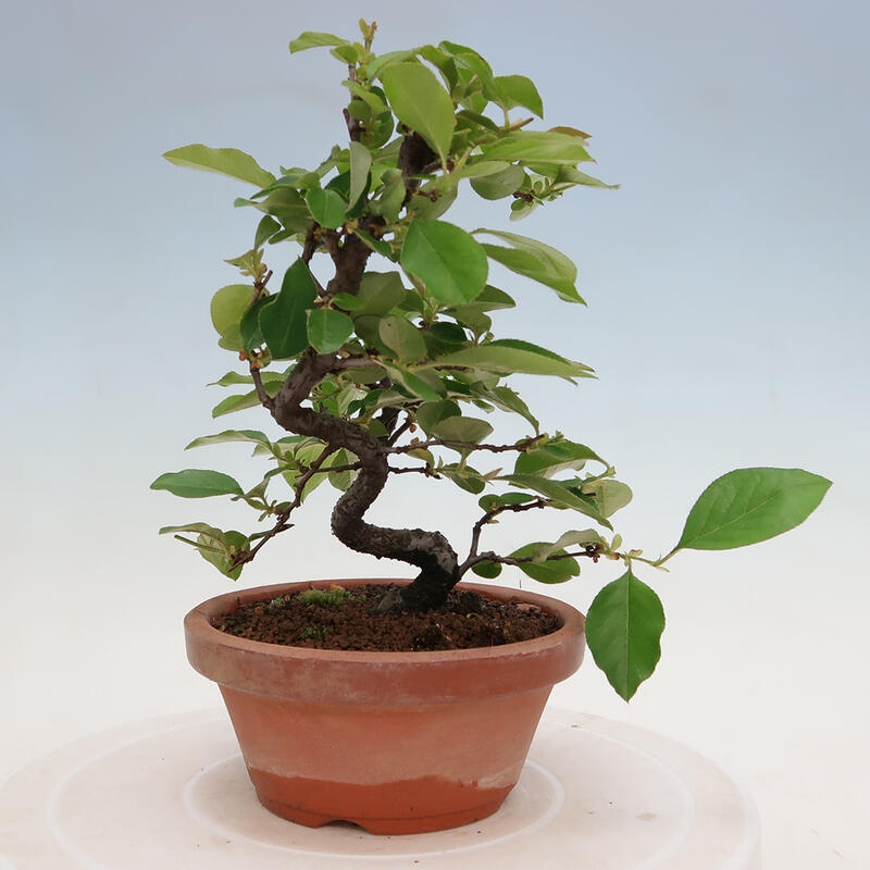 Bonsai de exterior - Pseudocydonia sinensis - membrillo chino