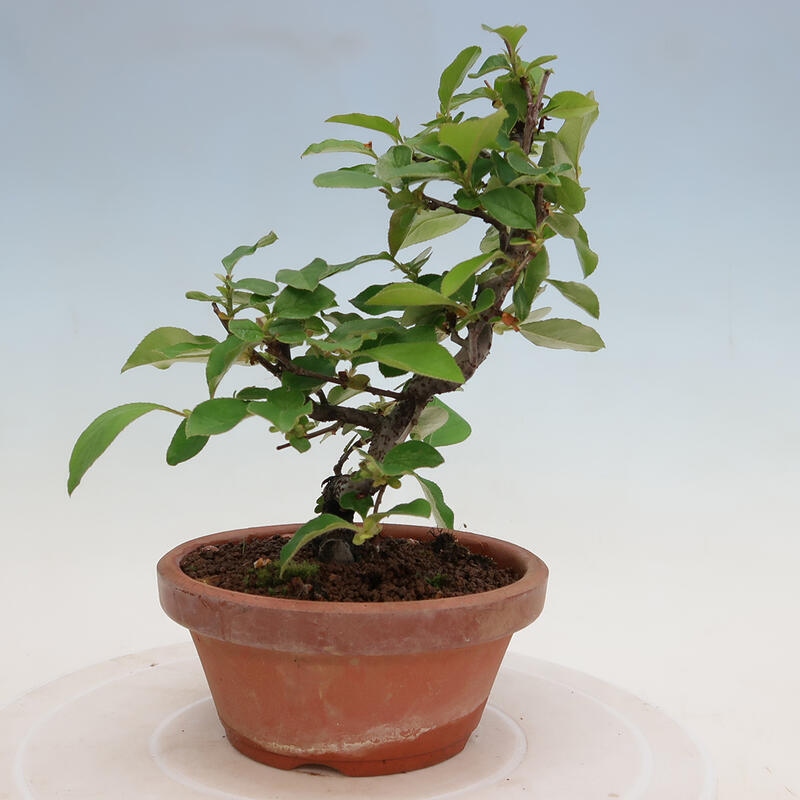 Bonsai de exterior - Pseudocydonia sinensis - membrillo chino