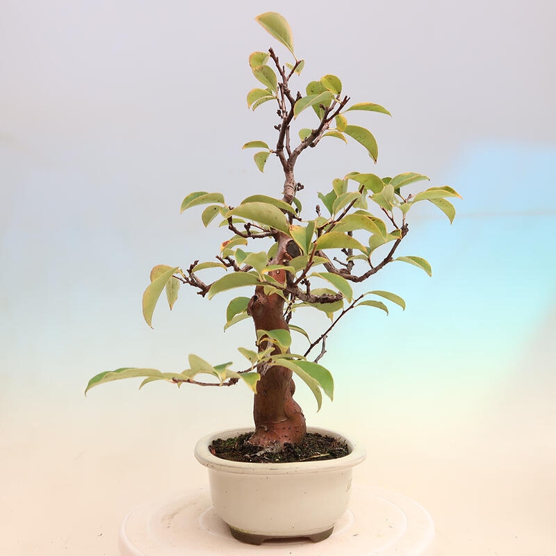 Bonsai de exterior - Pseudocydonia sinensis - membrillo chino