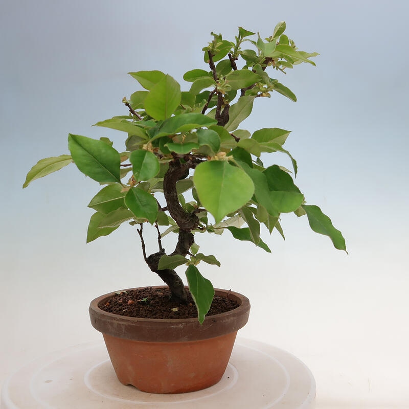 Bonsai de exterior - Pseudocydonia sinensis - membrillo chino