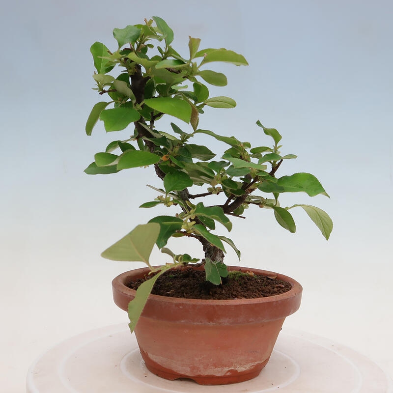 Bonsai de exterior - Pseudocydonia sinensis - membrillo chino