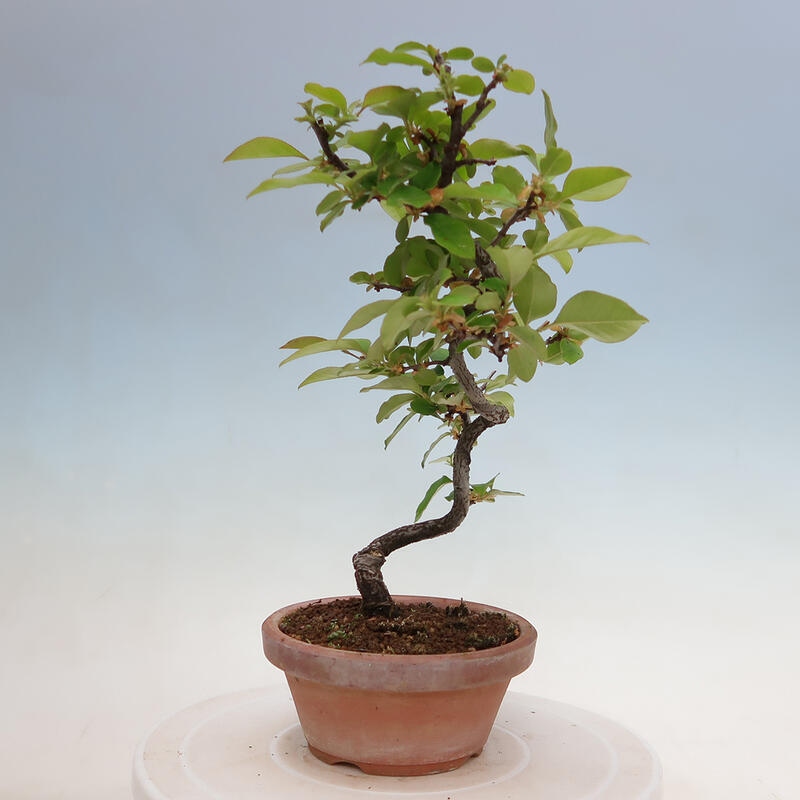 Bonsai de exterior - Pseudocydonia sinensis - membrillo chino