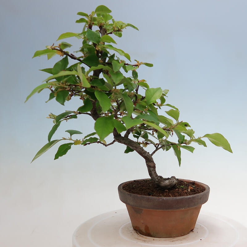 Bonsai de exterior - Pseudocydonia sinensis - membrillo chino