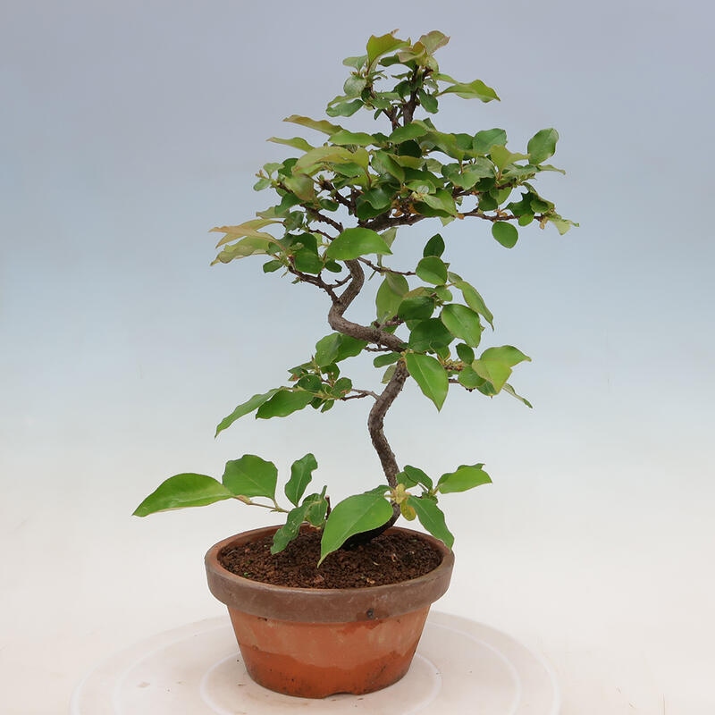 Bonsai de exterior - Pseudocydonia sinensis - membrillo chino