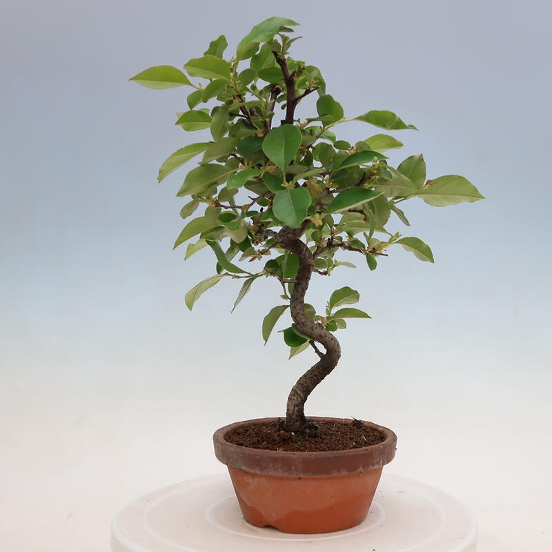 Bonsai de exterior - Pseudocydonia sinensis - membrillo chino