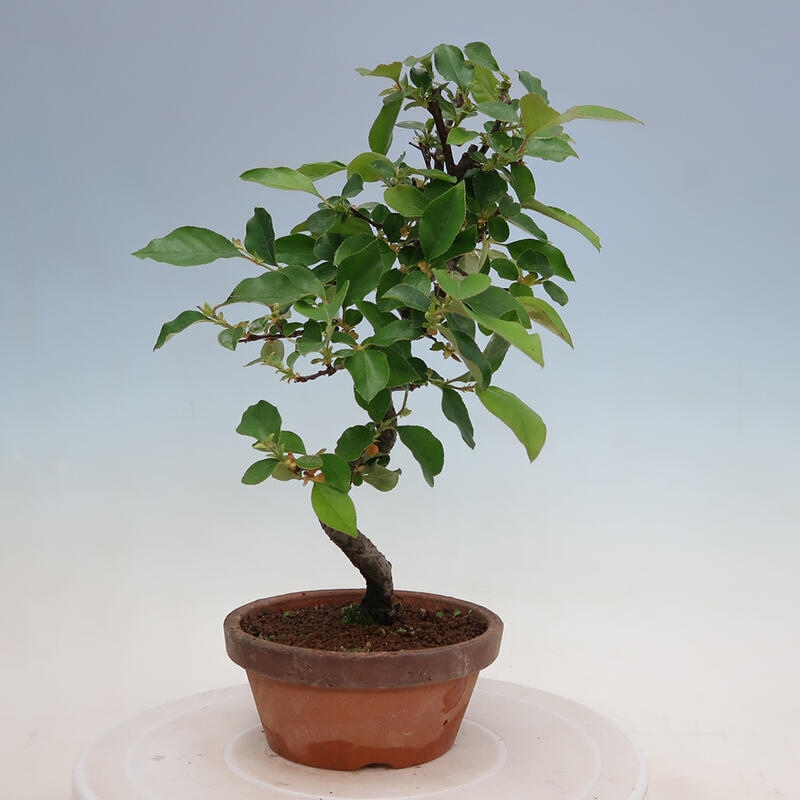 Bonsai de exterior - Pseudocydonia sinensis - membrillo chino