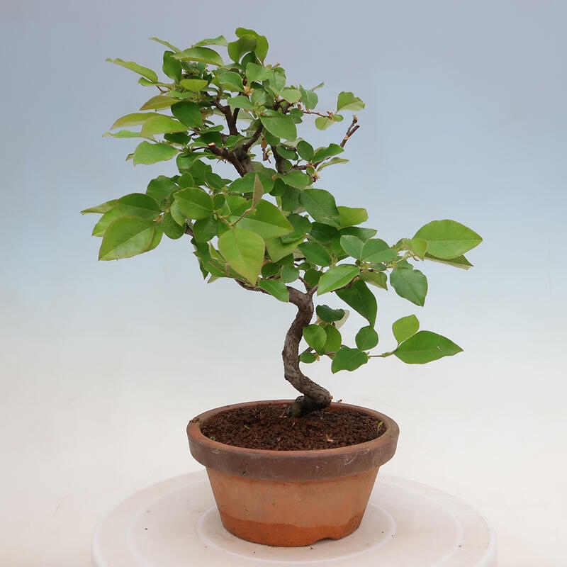 Bonsai de exterior - Pseudocydonia sinensis - membrillo chino