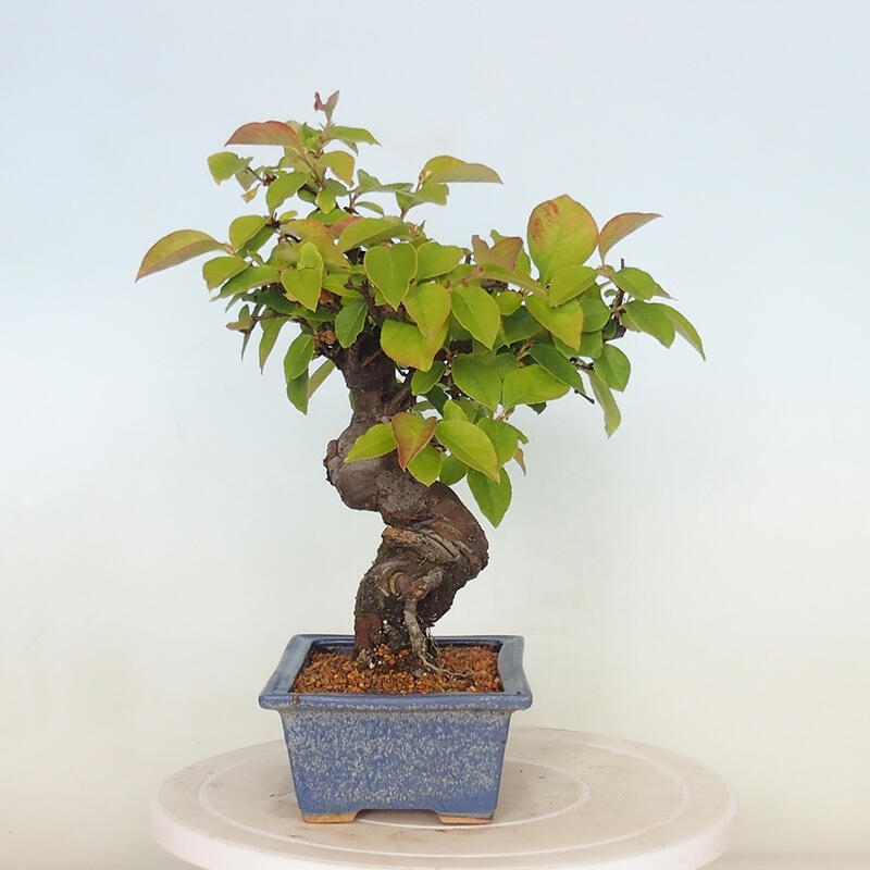 Bonsai de exterior - Pseudocydonia sinensis - membrillo chino