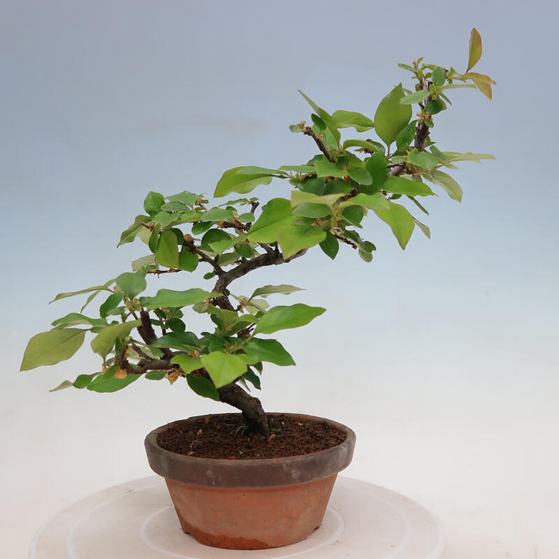 Bonsai de exterior - Pseudocydonia sinensis - membrillo chino