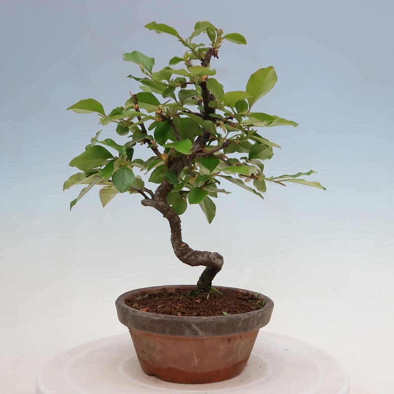 Bonsai de exterior - Pseudocydonia sinensis - membrillo chino