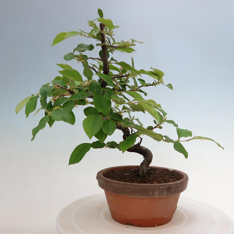 Bonsai de exterior - Pseudocydonia sinensis - membrillo chino