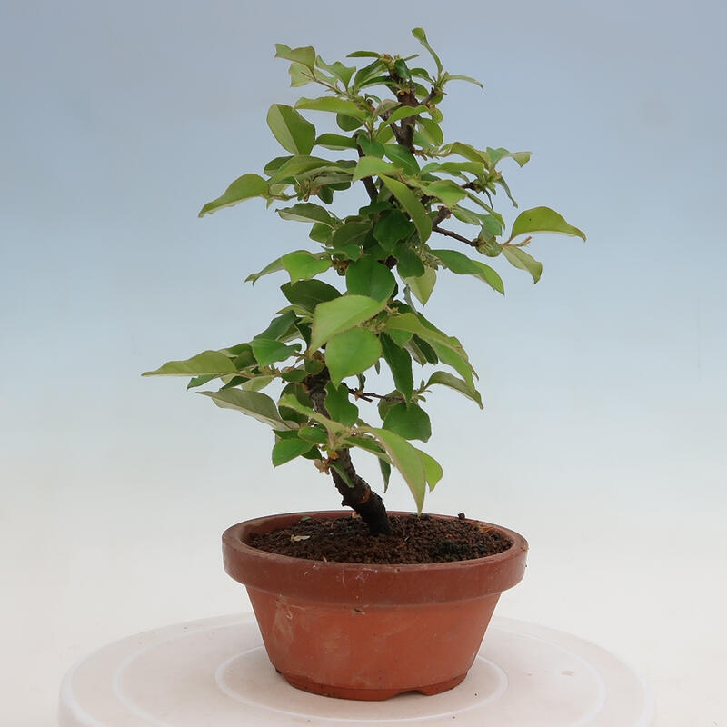 Bonsai de exterior - Pseudocydonia sinensis - membrillo chino