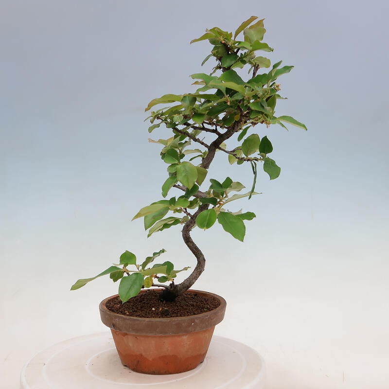 Bonsai de exterior - Pseudocydonia sinensis - membrillo chino