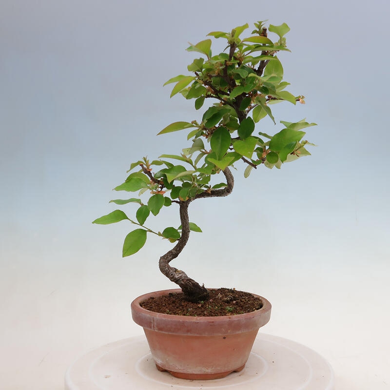 Bonsai de exterior - Pseudocydonia sinensis - membrillo chino