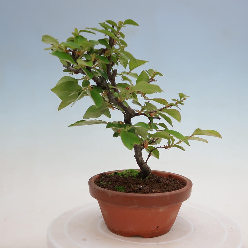 Bonsai de exterior - Pseudocydonia sinensis - membrillo chino