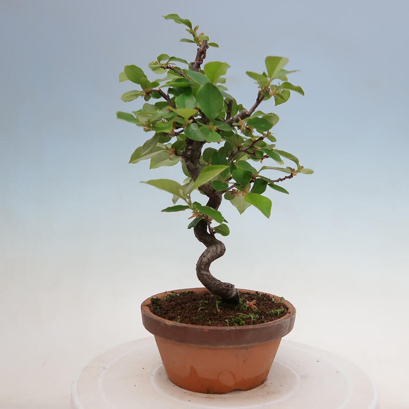 Bonsai de exterior - Pseudocydonia sinensis - membrillo chino