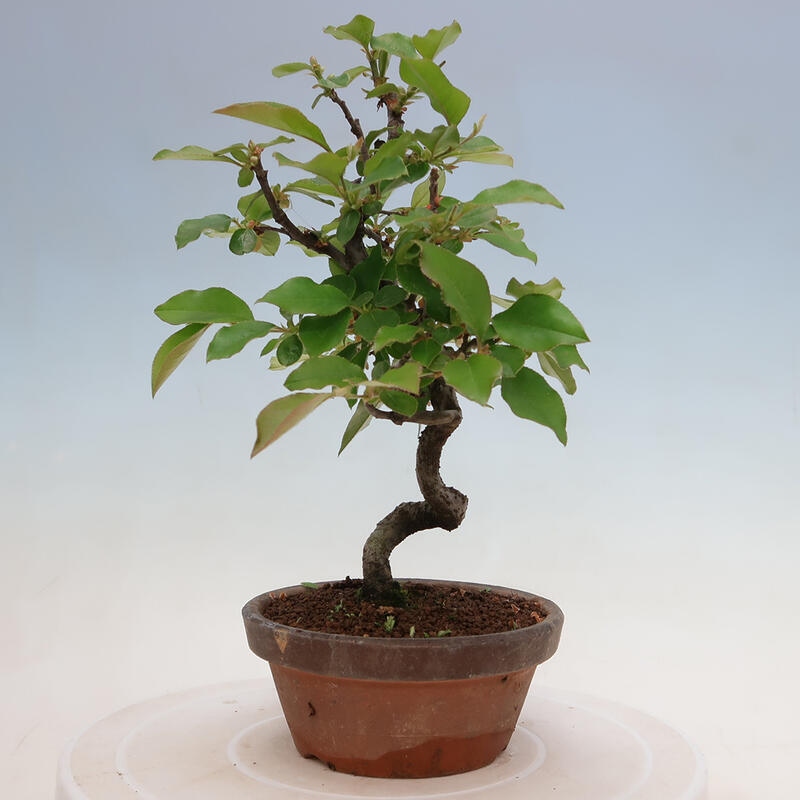 Bonsai de exterior - Pseudocydonia sinensis - membrillo chino