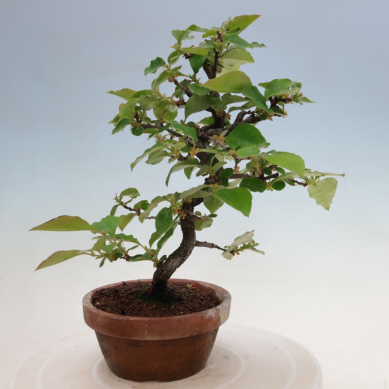 Bonsai de exterior - Pseudocydonia sinensis - membrillo chino