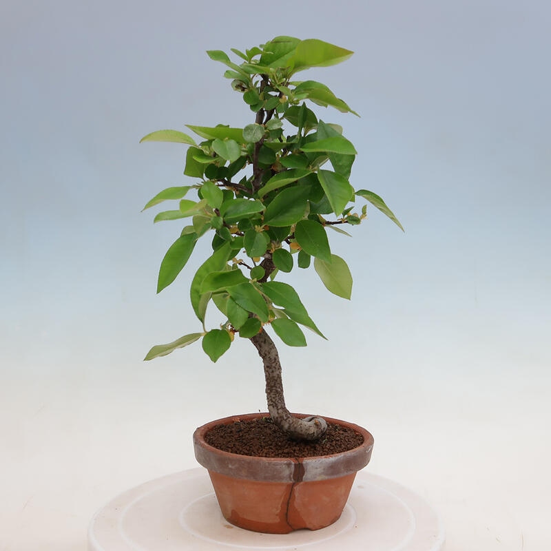 Bonsai de exterior - Pseudocydonia sinensis - membrillo chino