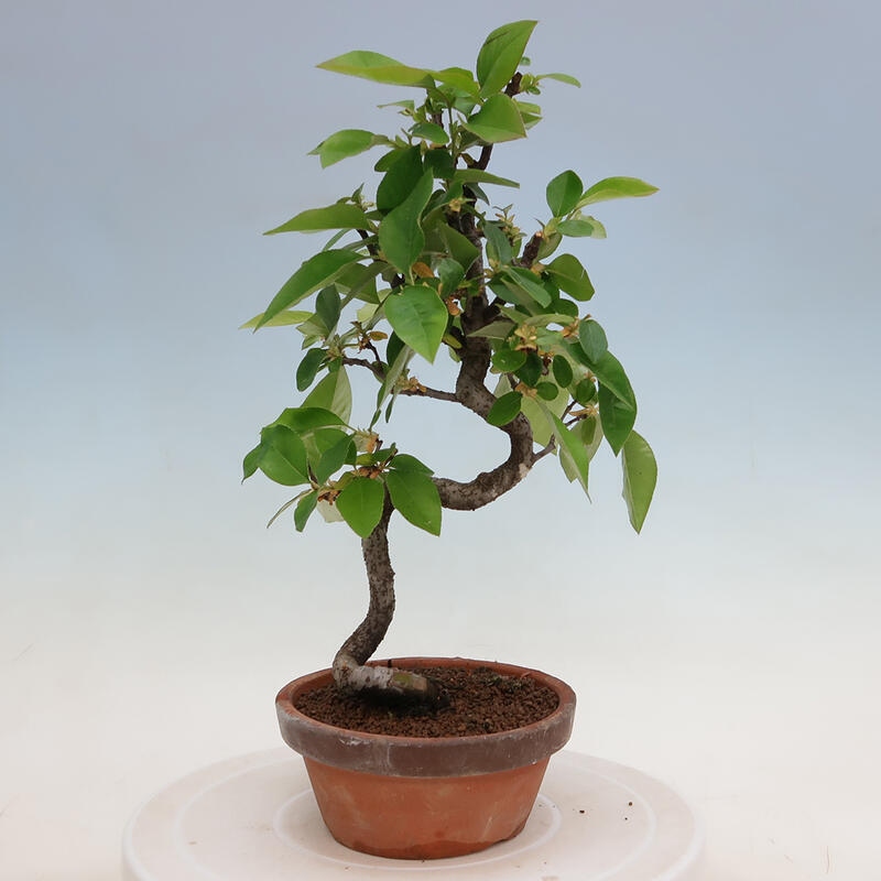 Bonsai de exterior - Pseudocydonia sinensis - membrillo chino