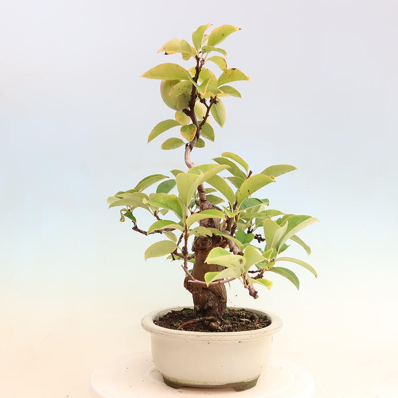 Bonsai de exterior - Pseudocydonia sinensis - membrillo chino