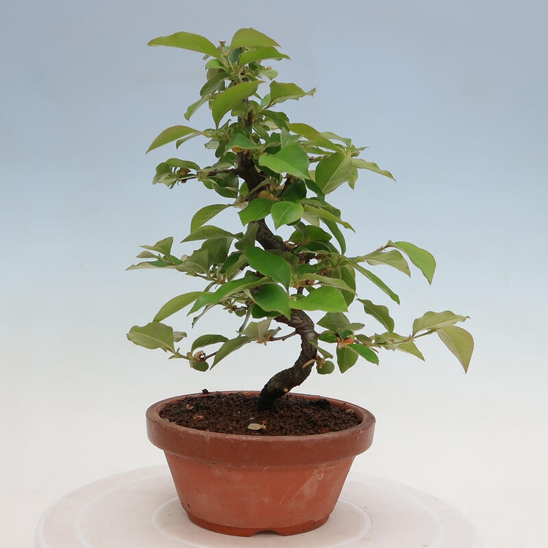 Bonsai de exterior - Pseudocydonia sinensis - membrillo chino