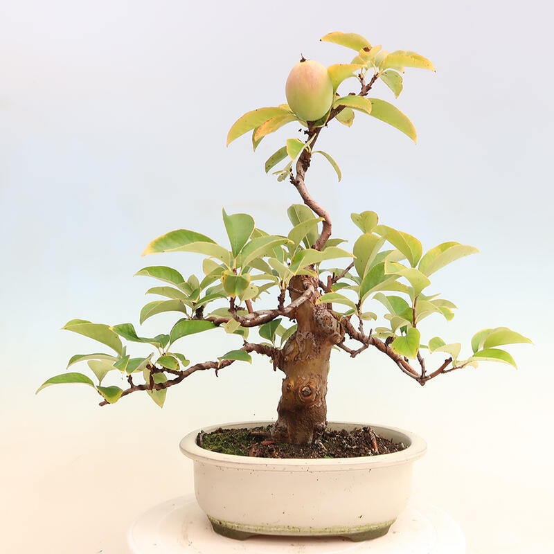 Bonsai de exterior - Pseudocydonia sinensis - membrillo chino