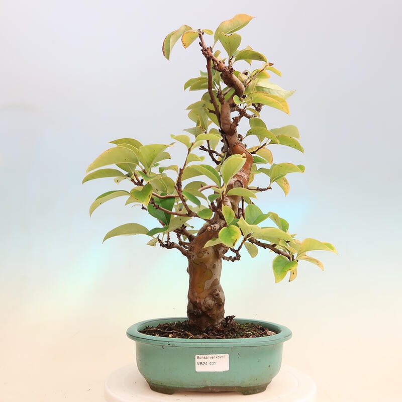 Bonsai de exterior - Pseudocydonia sinensis - membrillo chino