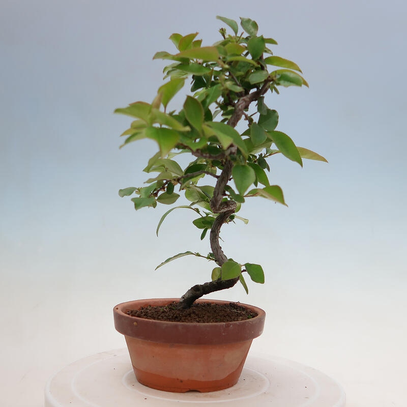 Bonsai de exterior - Pseudocydonia sinensis - membrillo chino