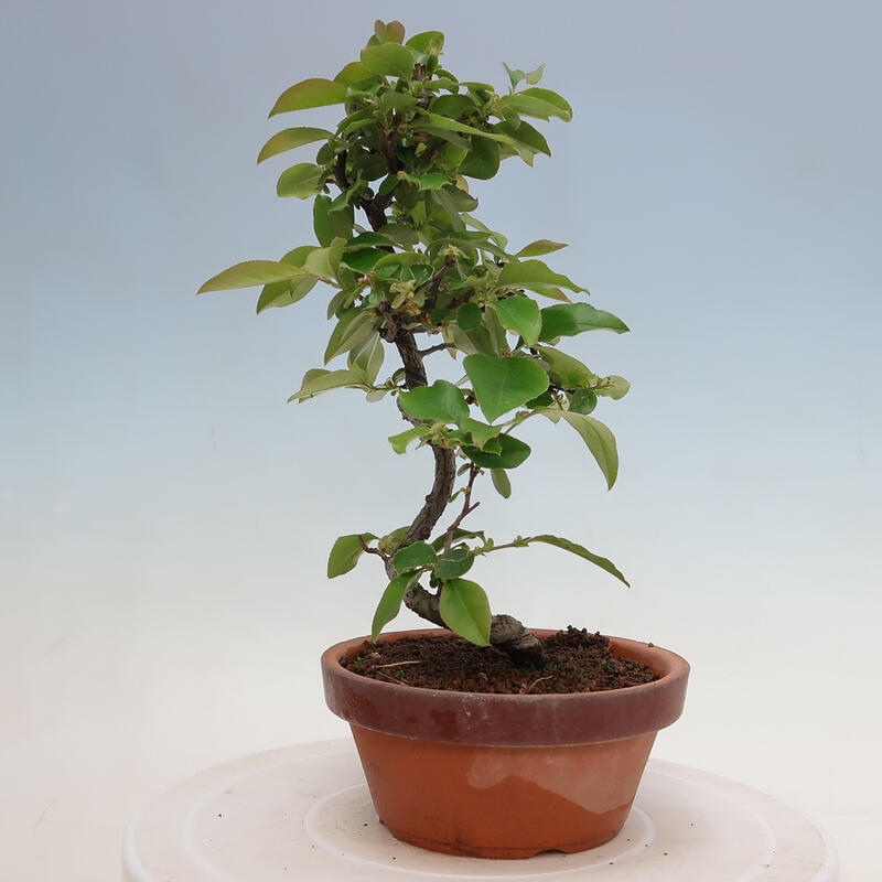 Bonsai de exterior - Pseudocydonia sinensis - membrillo chino