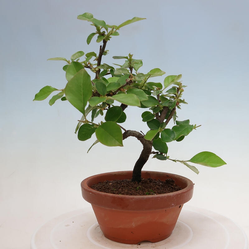 Bonsai de exterior - Pseudocydonia sinensis - membrillo chino