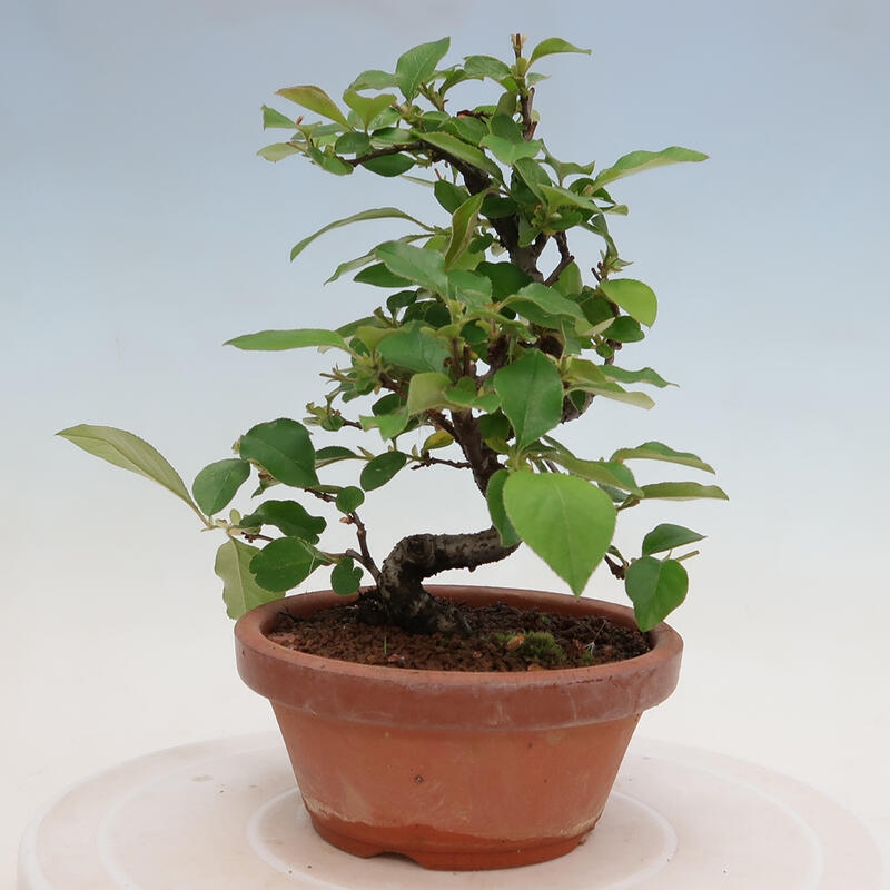 Bonsai de exterior - Pseudocydonia sinensis - membrillo chino
