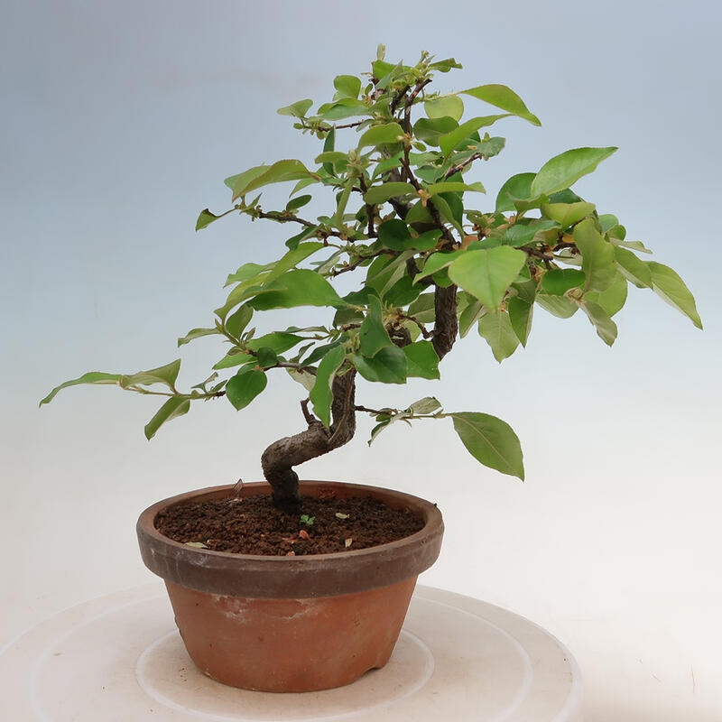 Bonsai de exterior - Pseudocydonia sinensis - membrillo chino