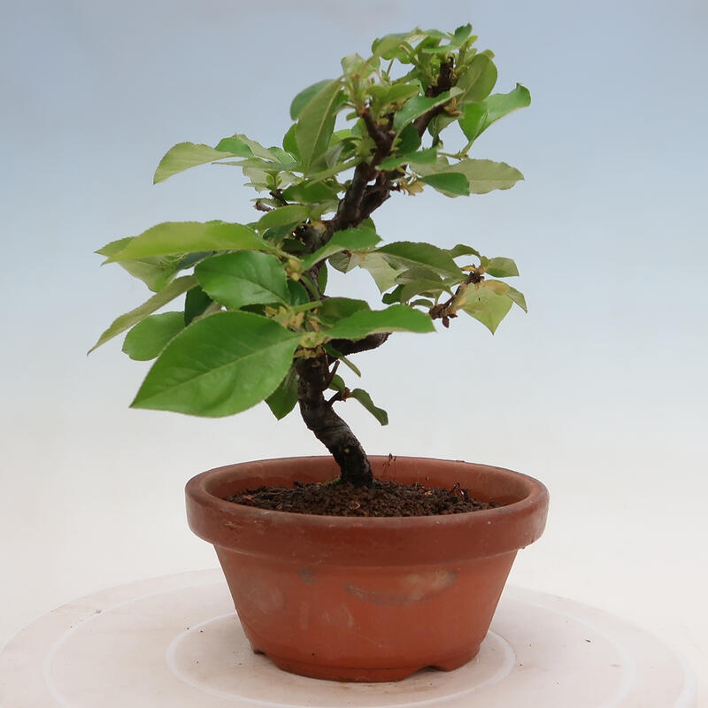 Bonsai de exterior - Pseudocydonia sinensis - membrillo chino