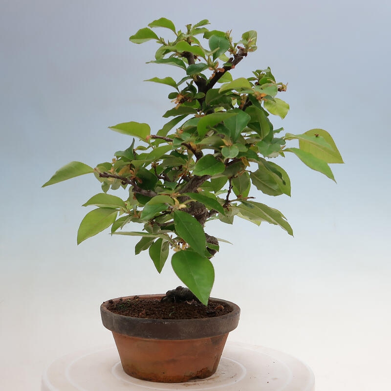 Bonsai de exterior - Pseudocydonia sinensis - membrillo chino